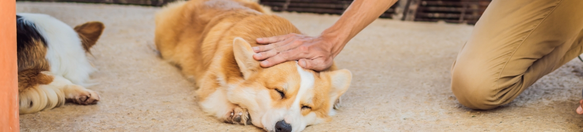 Person petting a dog